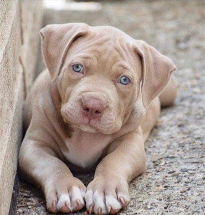 blue eyed red nose pitbull puppy Razas de perros pitbull, Perros y